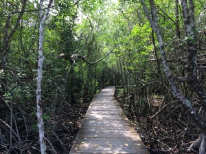 The Mangrove Forest inside Karimun Jawa National Park