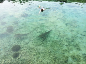 First stop: Menjangan Besar Island. Swimming with the coral shark.