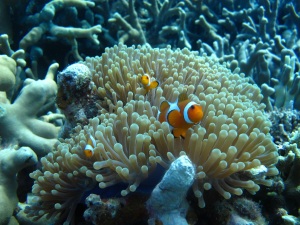 Nemo! (Pic taken by our guide)
